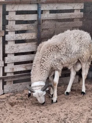 حولى اطوق للبيع