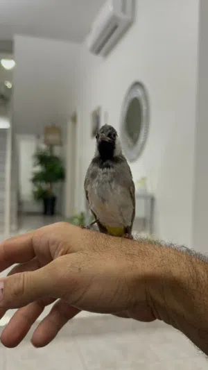 بلبل أليف مطواع
