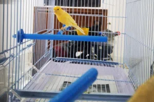 طائر كناري سوري جاهز للزواج ذكر مغرد