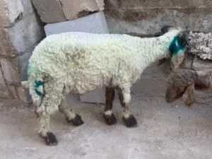 خروف مع عابوره للبيع