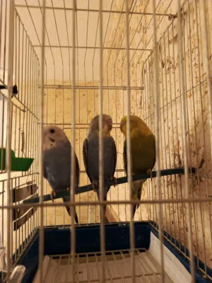 3 حبات طيور حب بادجي بدون قفص