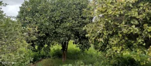 Farm Land for Sale in Latakia Other