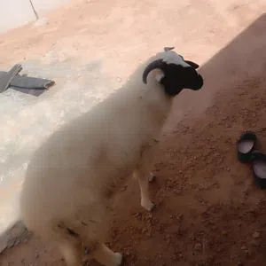خروف للبيع