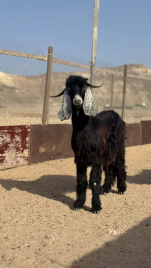 تيس وشياه عارضي تابع الوصف