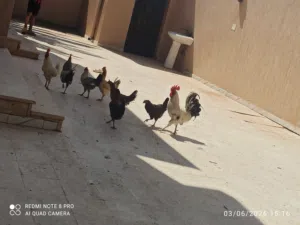 دجاج للبيع