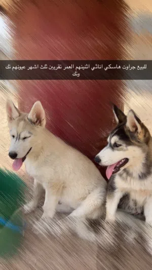 للبيع جراوت هاسكي