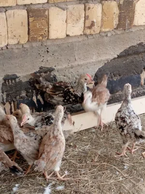 عندي دنداروي مخاليف