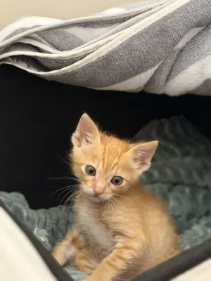 Lovely and Playful Kitten Up Seeking a Forever Home [ Free Adoption ]