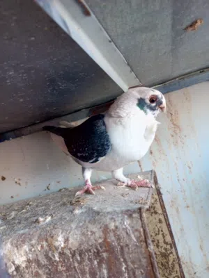 طيره بقدونسيه  شغاله اخلفت جديد