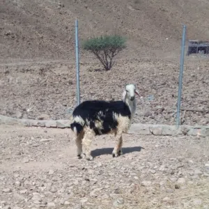 الزيدي 