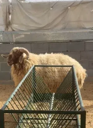 للبيع كبش نعيمي بلدي العمر سنه ونص كله لحم بدون امراض متوفر توصيل مجاني لجميع المناطق للتواصل وتساب