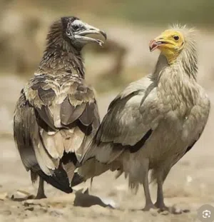 مطلوب جوارح بكافة انواعها