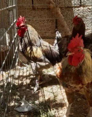 6 طروف فروج للبيع جمله