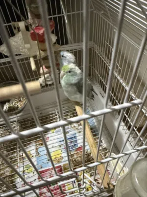 paroluette birds