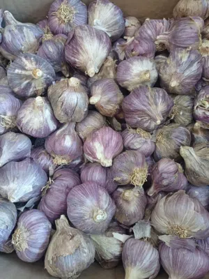 ثوم الجبل الاخضر