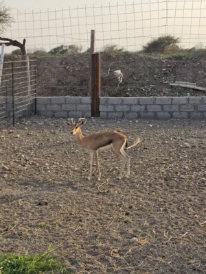 غزال الدماني ذكر جاهز للتزاوج  قابل الخابورة