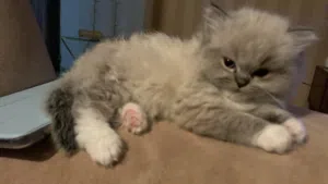 متوفر قطة راغدول Ragdoll عمرها شهر ونص حنونة ولعوبة صحة ممتازة وجاهزة فورًا