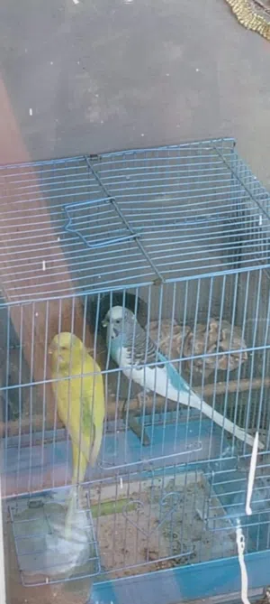 عصافير حب للبيع