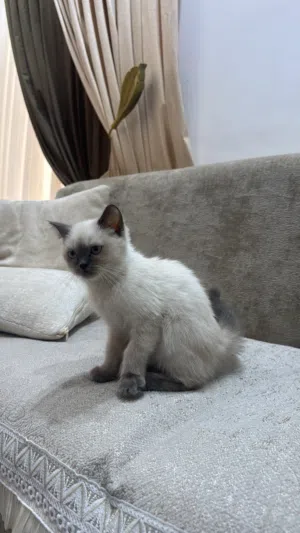 قطه هملايا