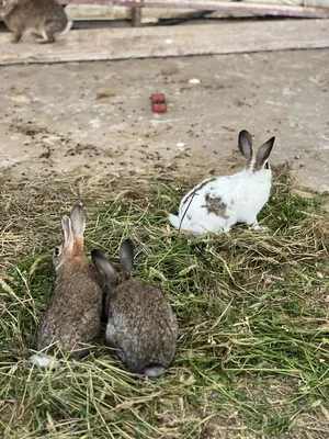 Rabbits1