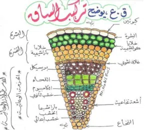 معلم أحياء وفيزياء من صف تاسع حتى صف ثاني عشر