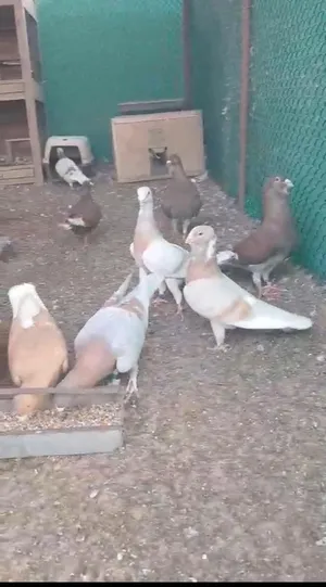 Pigeons2