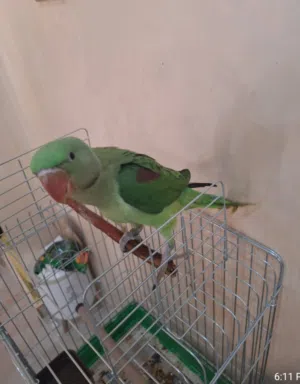 كساندرا اليف جدا جدا