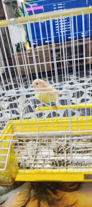 نثيه كناري جاهزه الوان حلوة