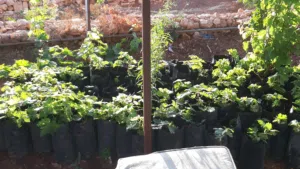 اشجار مثمره نوعيات ممتازه  لتواصل