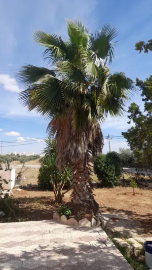 شجرة نخيل عمرها 20 سنه للبيع