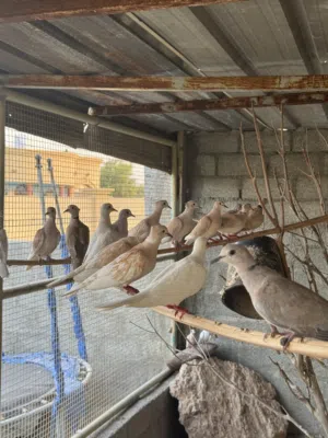طيور العفاد