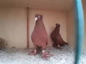 حمام رواعب حمر