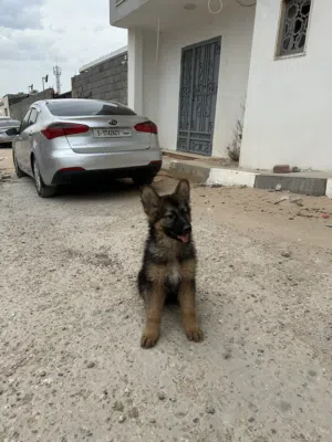 كلب للبيع ربي يبارك
