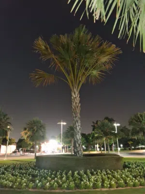 جميل العشيران 