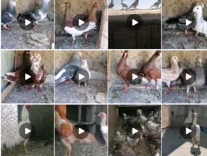 جواز شغاله مع فراخ