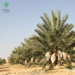 مزرعة نخيل نموذجيه افضل الاستثمار في غور الاردن