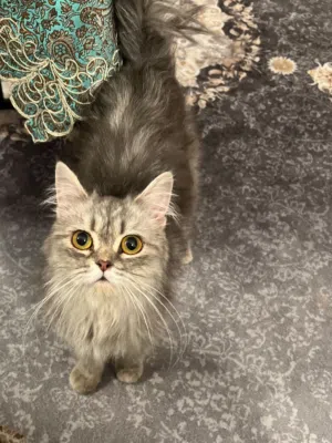 قطة انثى هاف بيرش للتبني