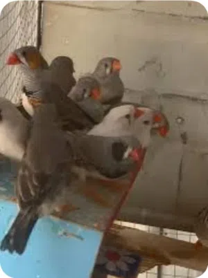 فناجس عاديات 7 زواج