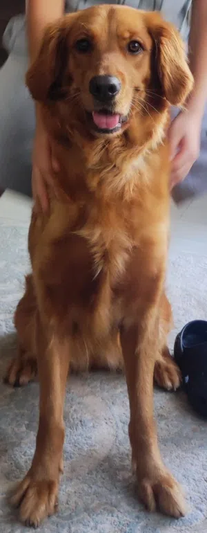 Female Golden Retriever