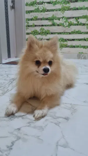 هذا الحيوان هو كلب من سلالة بومرينيان (Pomeranian)، ويُعرف اختصاراً باسم "بوم".