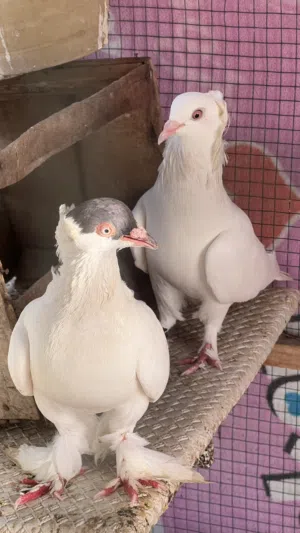 للبيع حمام زينه اقبل للبادله ب طيور ثانيه