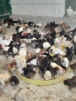 Chicken, pigeone, duck baby for sale