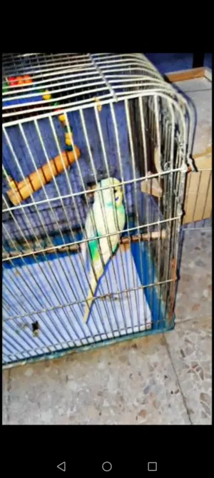 عصافير بالكوم للبيع