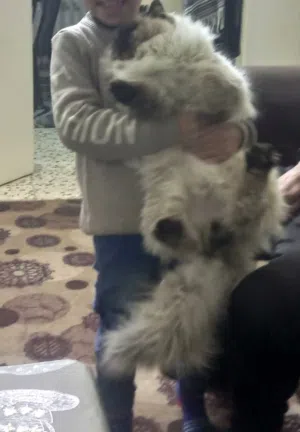 ذكر وأنثى هملايا عمر سنه 3شهور