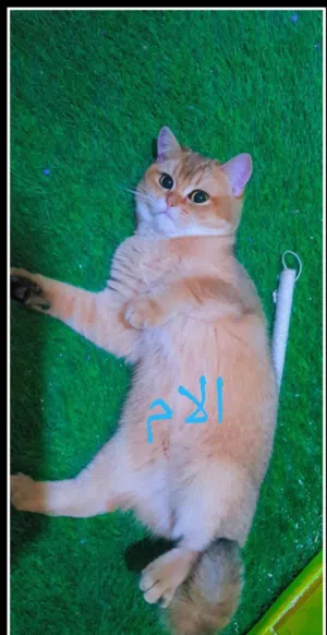 انثى سكوتش ستريت جولدن ny11