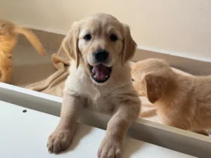 golden retriever