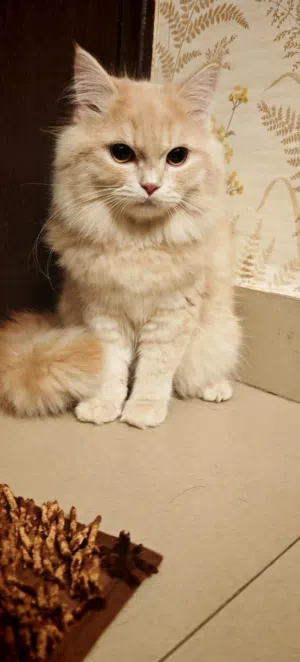 BEIGE PERSIAN Kitten URGENT!!