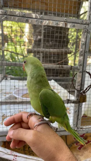 ببغاء دره.