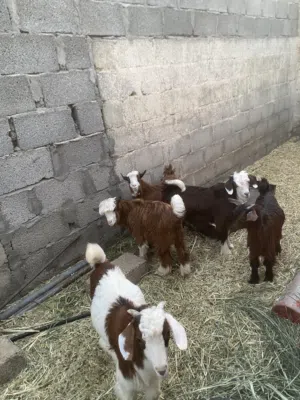 العدد 5 تيوس 4 سخله 1 البيع بالجمله 265 ريال