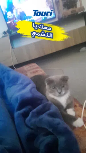 قطه سكوتش فولد 80دينار